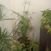 گل نخل مرداب وپتوس|گل و گیاه طبیعی|سبزوار, جوادیه غربی|دیوار