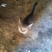 واگذاری بچه گربه|گربه|بازرگان, |دیوار