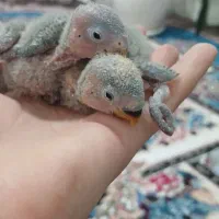 طوطی برزیلی (کوتوله) سرلاکی