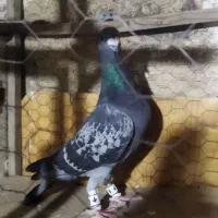 کفتر‌رنگه‌فروشی