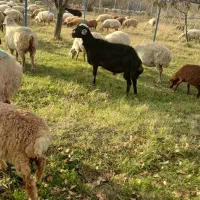 دامزلخ|حیوانات مزرعه|اهر, |دیوار