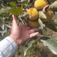میوه خرمالو  سر درختی|خوردنی و آشامیدنی|گالیکش, |دیوار
