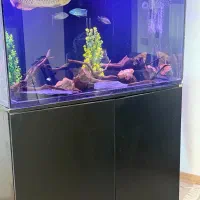 آکواریوم حرفه ای
