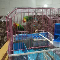 دو عدد توتوی برزیلی|پرنده|بستان آباد, |دیوار