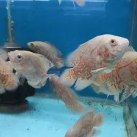 انواع ماهی