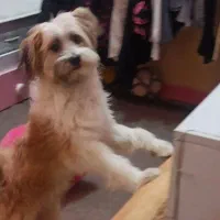 سگ ماده یک ساله  نژاد شیتزو کراس|سگ|اهواز, شریعتی جنوبی|دیوار