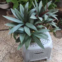 گل های آپارتمانی|گل و گیاه طبیعی|شهرکرد, |دیوار