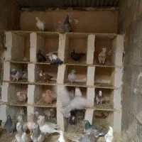 دورگ|پرنده|مبارکه, |دیوار