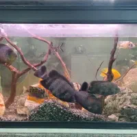 فروش یک عددآکواریوم شرکتی