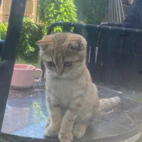واگذاری بچه گربه
