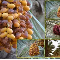 زمین کشاورزی