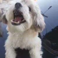 سک بازی گوش