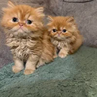 گربه پرشین اصیل  چشم سبز دو‌ماه