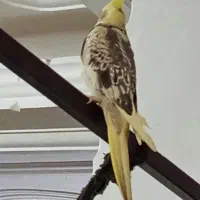 عروس هلندی نوجوان|پرنده|گنبکی, |دیوار