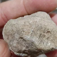 آرگونیت طلایی معدنی|کلکسیون اشیاء عتیقه|شمشک, |دیوار