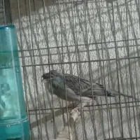 قناری نر و ماده