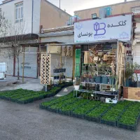 حراجی درخت