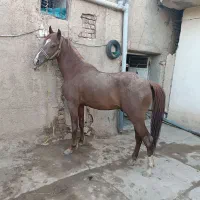اسب نریان کرند