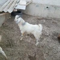 فروش پازن جوان و سرحال