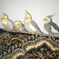 عروس هلندی|پرنده|ابهر, |دیوار