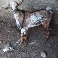 نری گوشتی چاق و سرحال قیمت مناسب