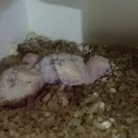 جوجه کتوله|پرنده|بردسکن, |دیوار