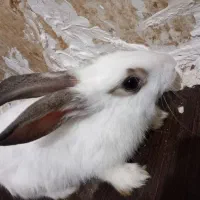 خرگوش میکس چشم اشکی|موش و خرگوش|گرگان, |دیوار