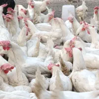 مرغ تخم گذار ال اس ال صنعتی