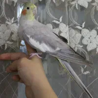 عروس هلندی|پرنده|تهران, بیسیم|دیوار