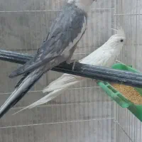 عروس هلندی مولد