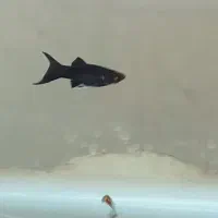 مولی دم شمشیری جفتی65