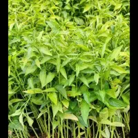 انواع نهال و نشا بصورت عمده و جزئی