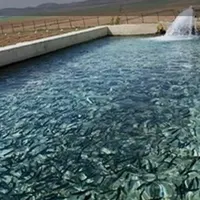 بچه ماهی پرورشی|ماهی|محمدشهر, |دیوار