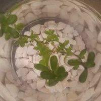 زمین کشاورزی