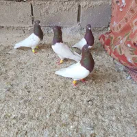 4تا کله سرخ کله قوچی نر هوایی بدون عیب