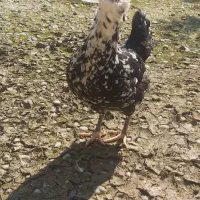 مرغ گلین|حیوانات مزرعه|رشت, پسیخان|دیوار