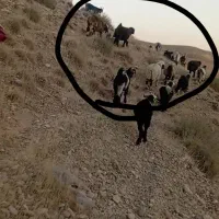 میش و بز|حیوانات|ایذه, |دیوار