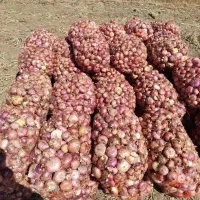 پیاز محلی بلبان آباد