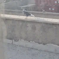 ۷ عدد کفتر|پرنده|کهریزک, |دیوار