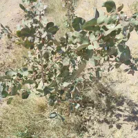 زمین کشاورزی