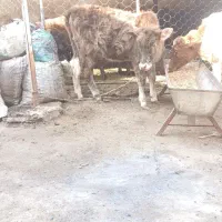 گوساله ماده|حیوانات مزرعه|خان ببین, |دیوار