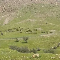 فروش-زمین-طرح-هادی-با-کاربری-پمپ-بنزین