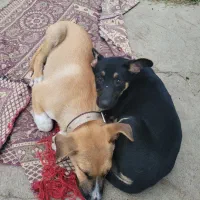 بچه سگ|سگ|ماسال, |دیوار