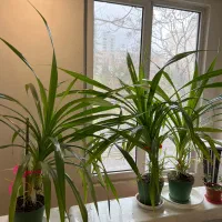 ۳ عدد گلدان شمشیری