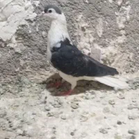کفتر پرشی ساده سیاه سبز پولکی
