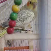 عروس هلندی نر معاوضه با کبوتر|پرنده|اصفهان, پوریای ولی|دیوار