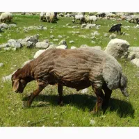 قوچ دوز دیده شد