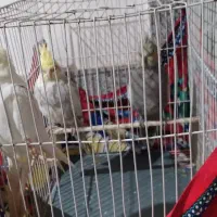 فروش  عروس هلندی|پرنده|مشهد, شهید احمدی روشن|دیوار