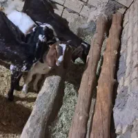۱۳عددبزوکهره پاکستانی