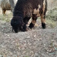 بره قوچ شهر کردی